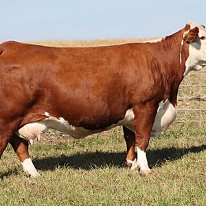 Hereford Cattle