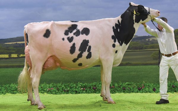 Holstein Freisan cattle