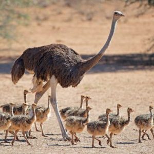 ostrich-chicks